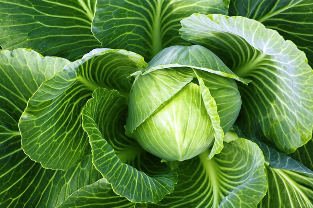 varicose veins folk remedy of cabbage