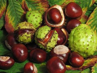 chestnut from varicose veins recipes