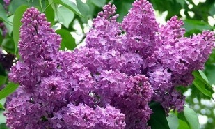 Lilac is used to treat varicose veins