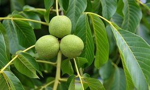 Treatment of varicose veins with green walnuts